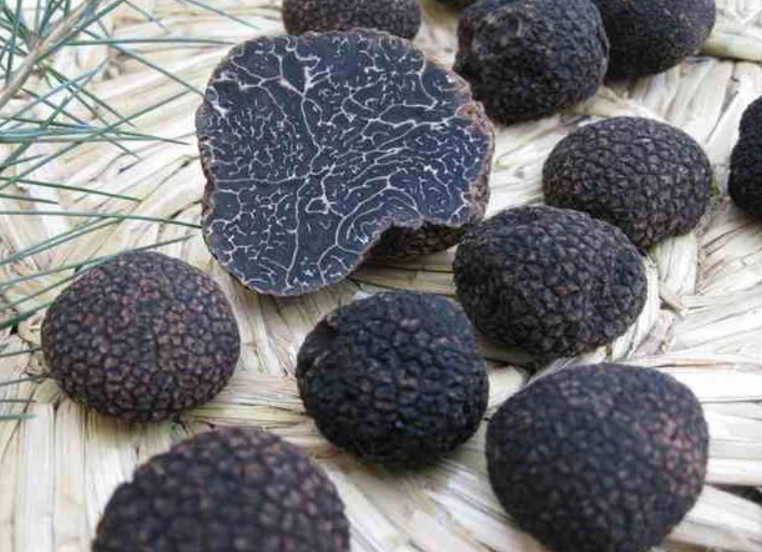 黑柄炭角菌:生于白蚁穴贵过黄金,人们挖到都不愿全卖,有何特殊