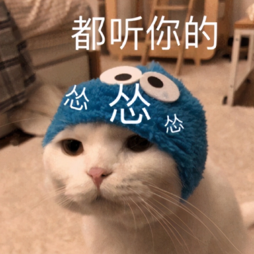 猫咪表情包合集｜在？出来玩