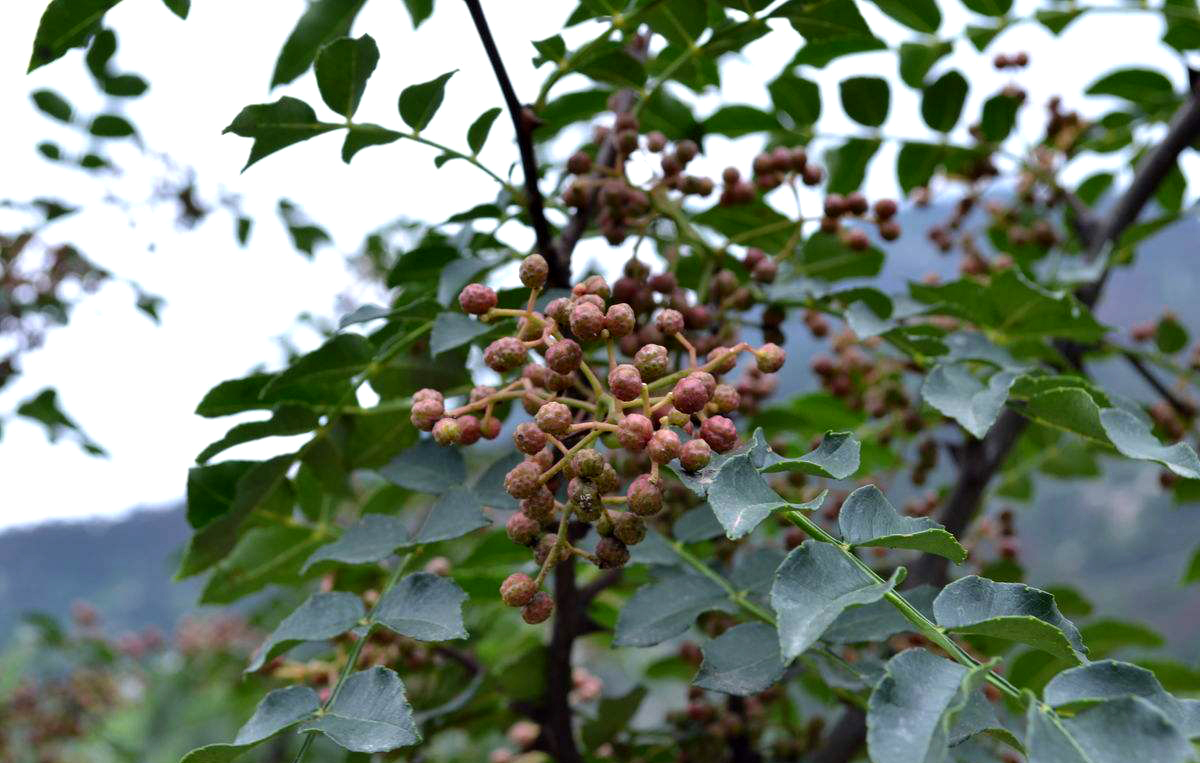 萸字的含义 _飞翔号