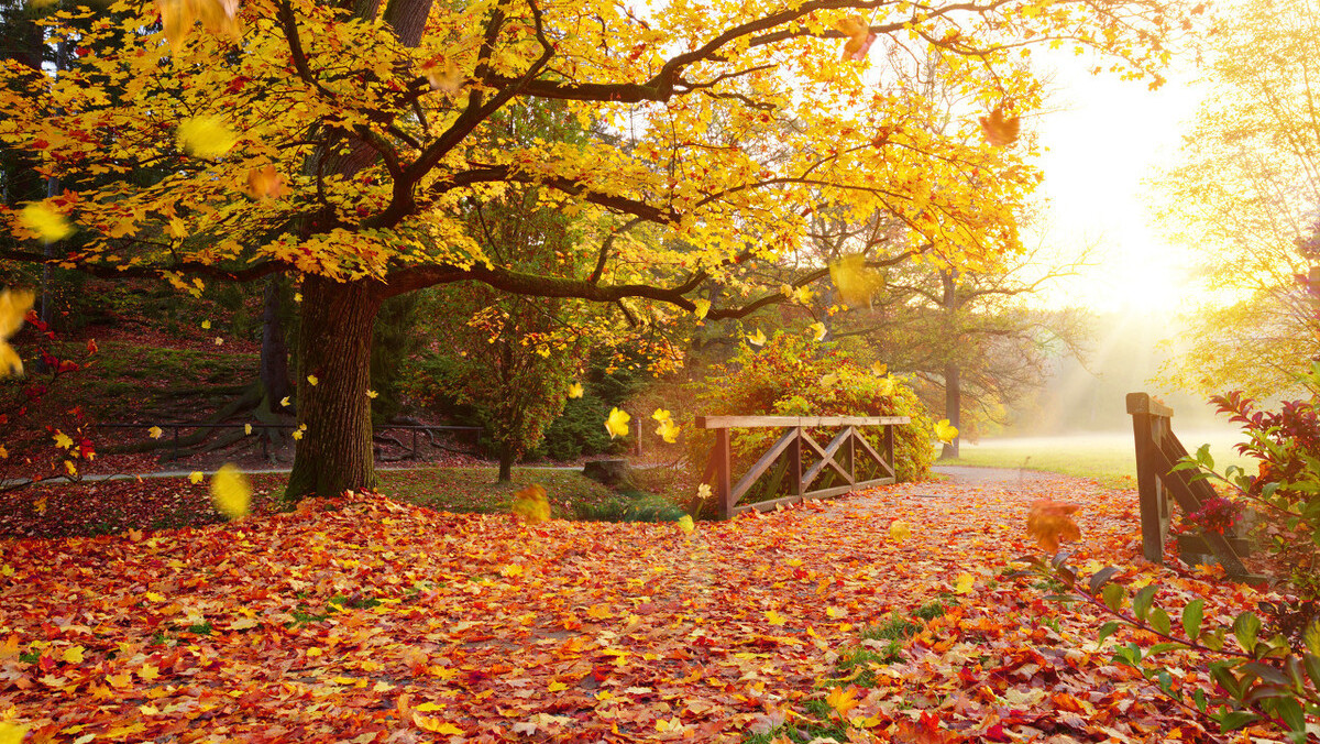 深秋,漫天飞舞的红叶把庭院装饰得色彩斑斓绚烂多姿,充满了诗情画意