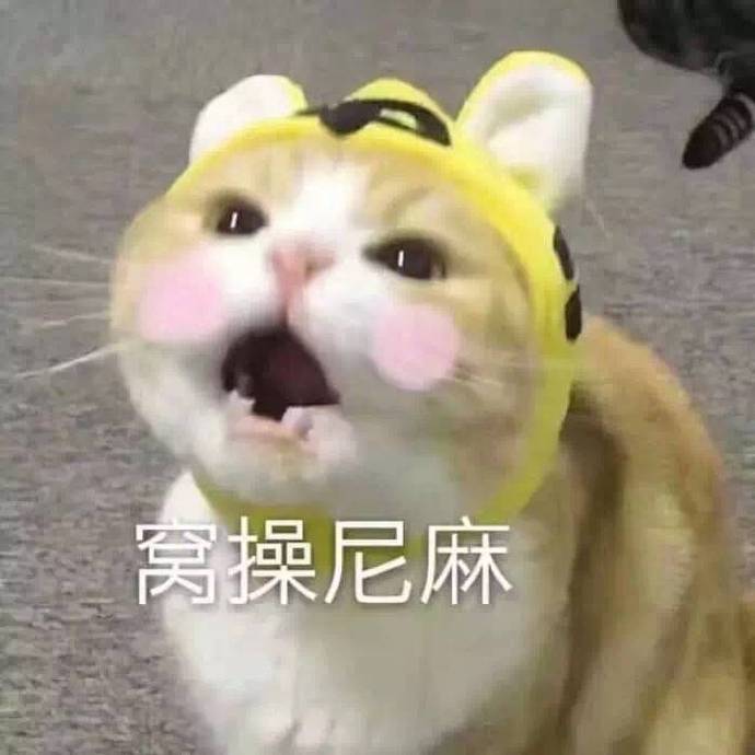 暴躁猫咪表情包：说人话