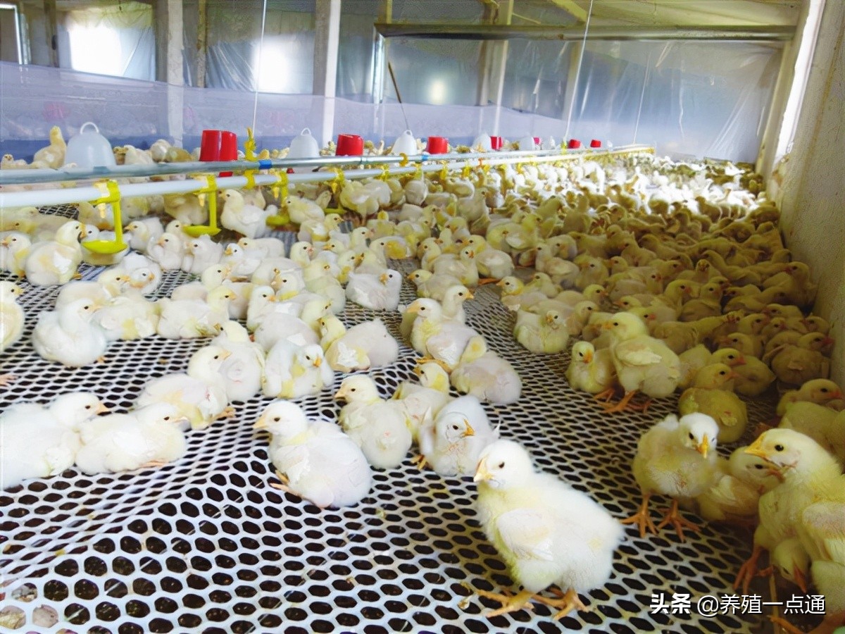 孵化中的小鸡要怎么养不容易死专业回答