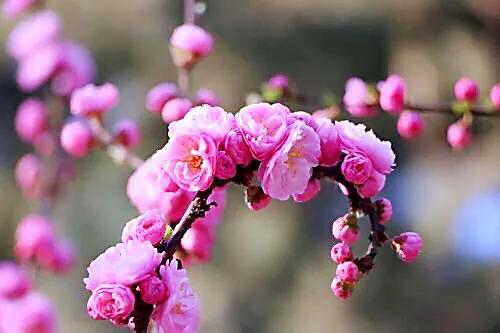 榆叶梅～千枝红似火，笑靥展娇姿。何处寻芳草，榆梅入画来。