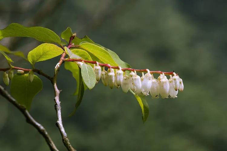 南烛(老鸦米饭)牛膝菊千屈菜七子花蒲儿根凤毛菊窃衣瞿麦伞房花耳草