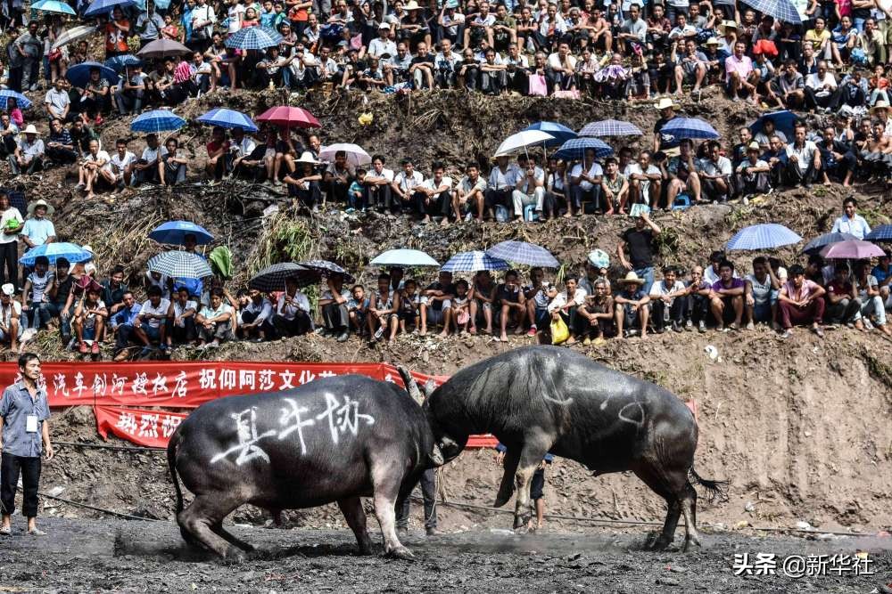 牛为什么这么牛？看完你就懂了