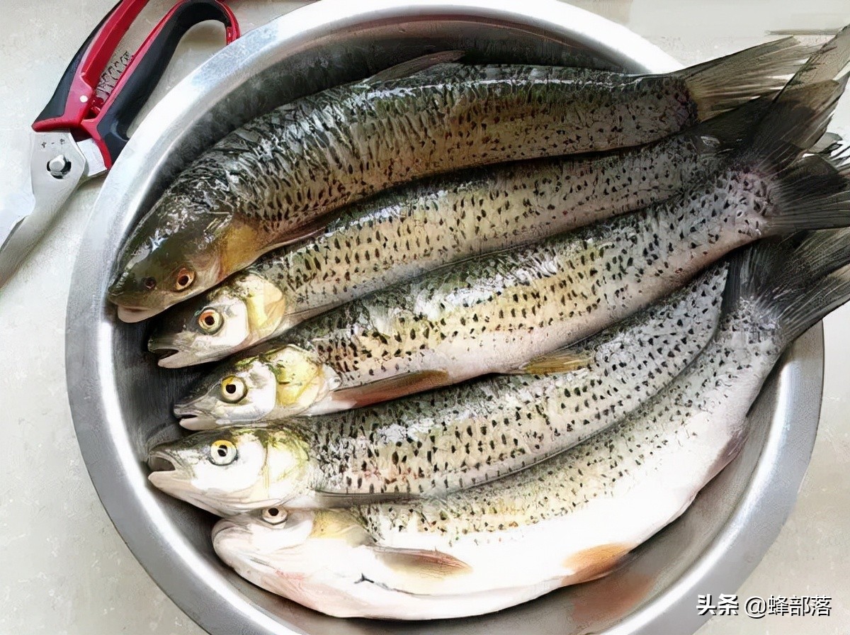 鳡魚多少錢一斤,鳡魚多少錢一斤2021
