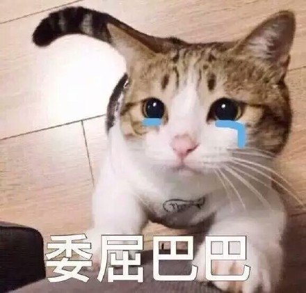 猫咪委屈表情包合集