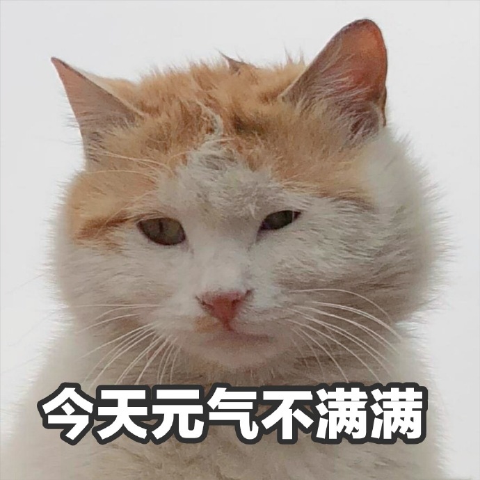 表情包：小猫咪程序混乱