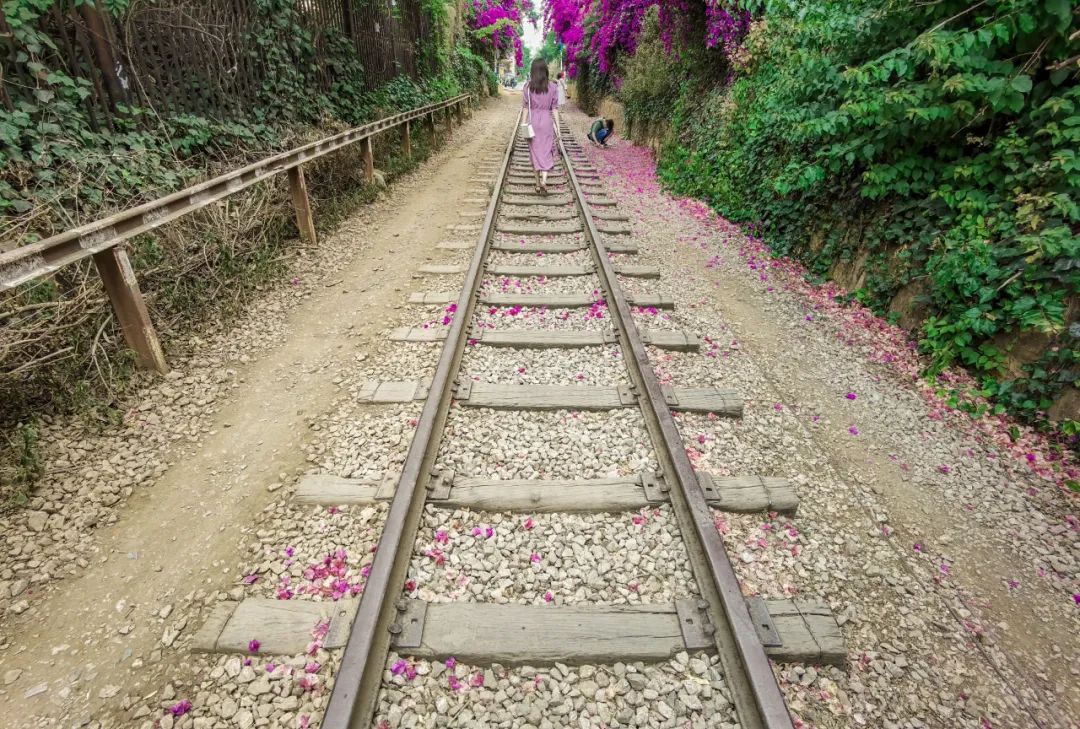 马住！继蓝花楹之后，昆明又添一网红打卡点