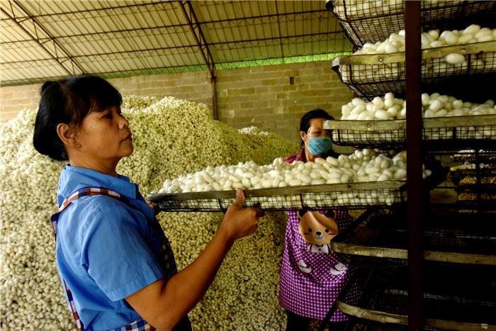 广西德保：一片叶子带出一条致富路