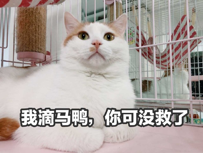 表情包：小猫咪程序混乱