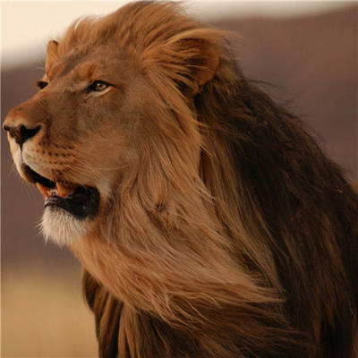 心理解密:气场强大的人不怒自威,令人肃然起敬,是人群中王者