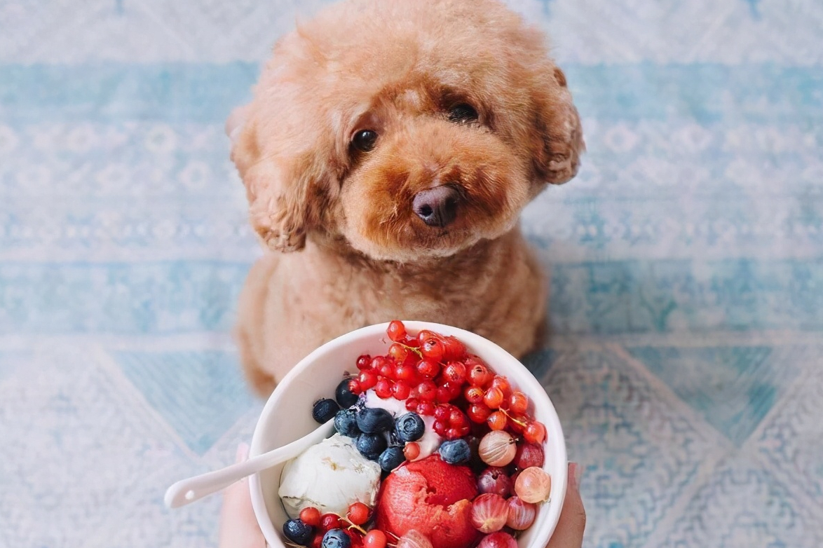 养一只泰迪犬要花多少钱？