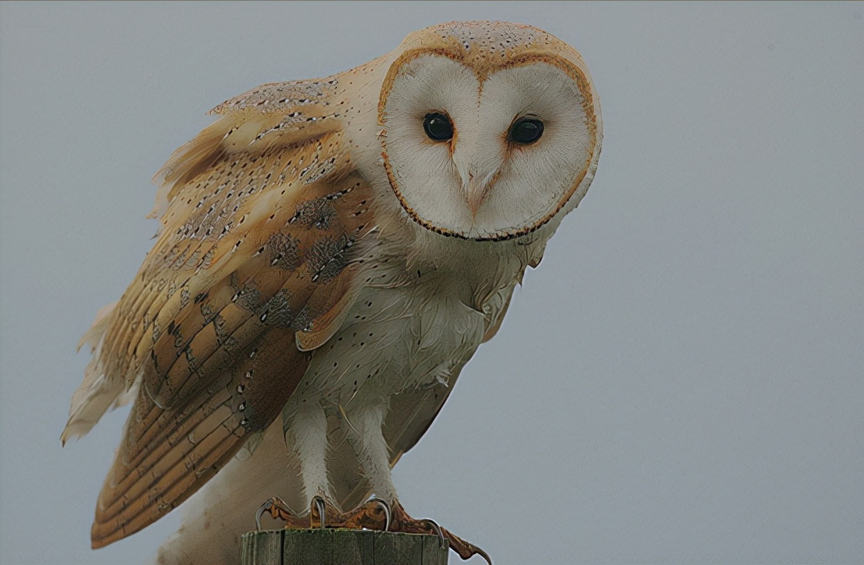 仓鸮(猴面鹰)仓鸮又叫猴面鹰,头大而圆,面盘白色,有时沾棕,特别是眼先