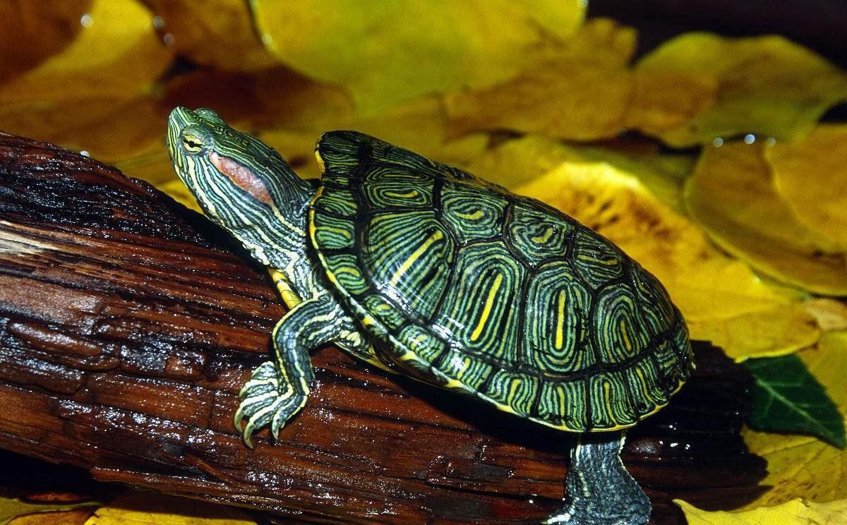 进化论的终极BUG：乌龟，是如何成了科学家们的“噩梦”的？