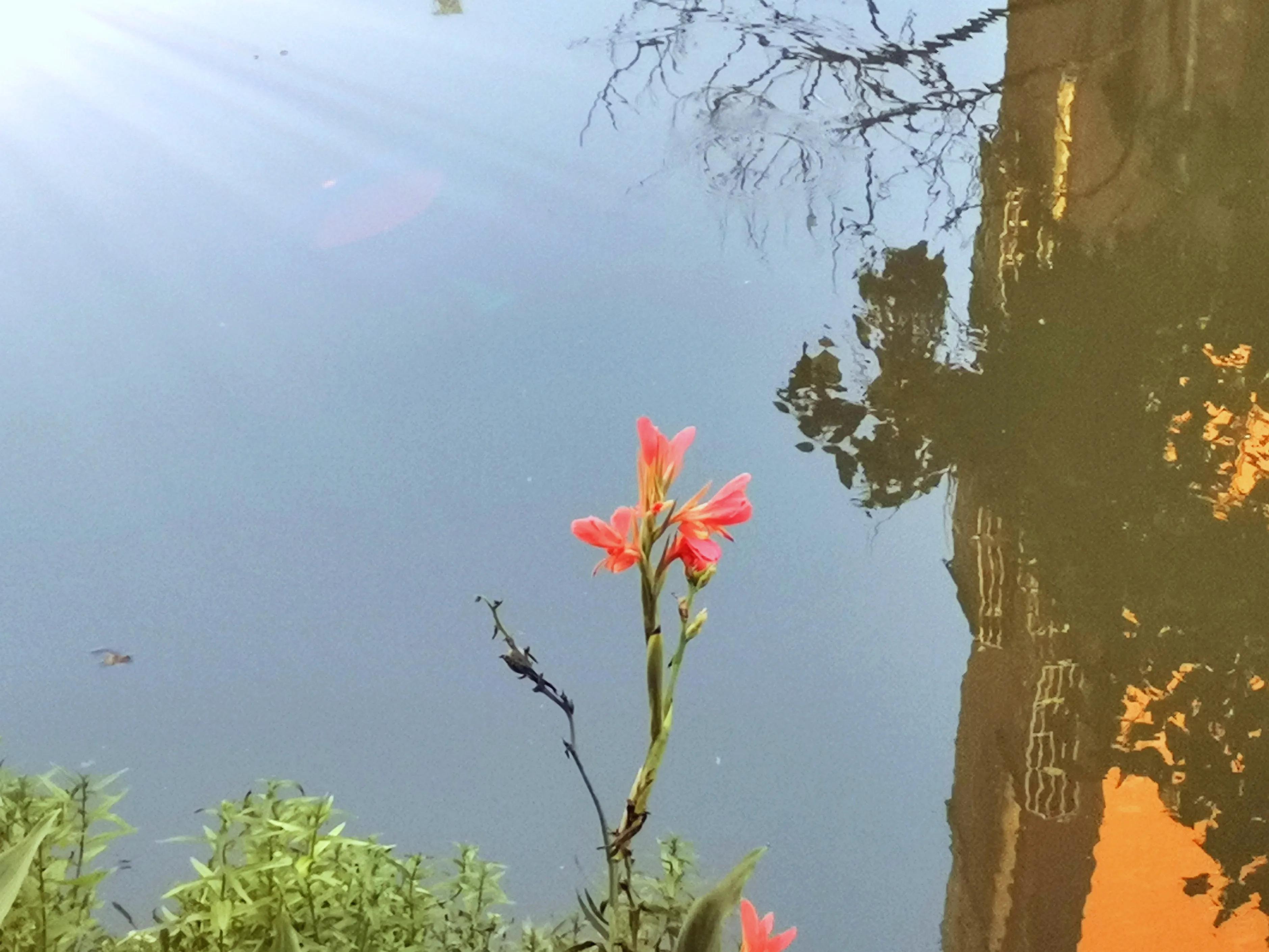 岁月浅浅，锦鲤悠悠，秋光滟滟