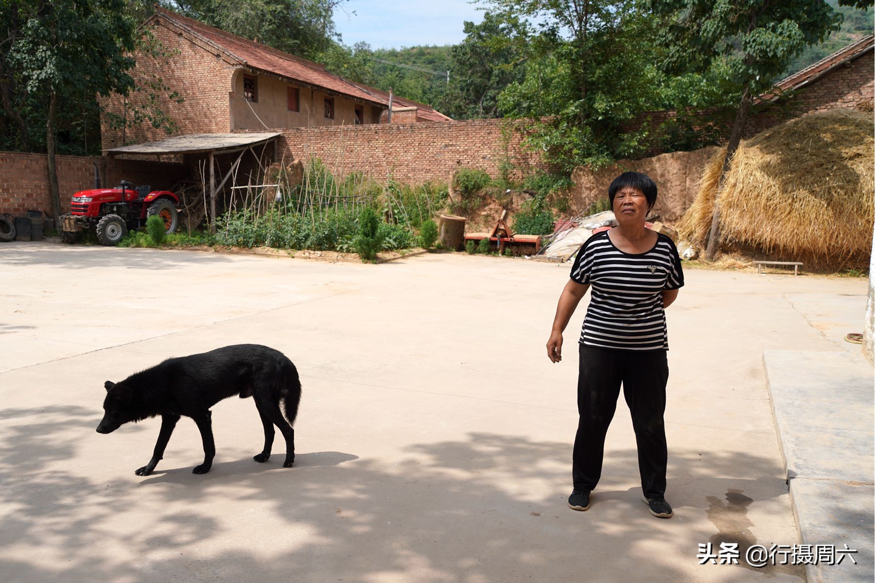 黑熊狗长什么样（黑熊犬的特征和成长图片大全）