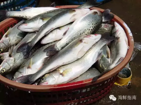 常见的海鱼有哪些（常见海水鱼类图谱大全）