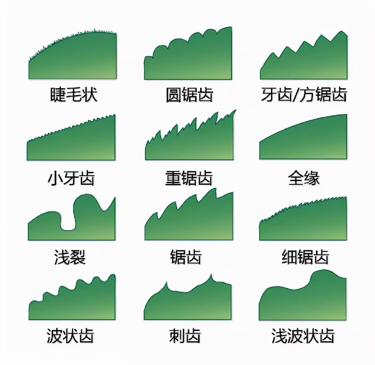 花的基本结构简图（教科书般的植物形态图解）