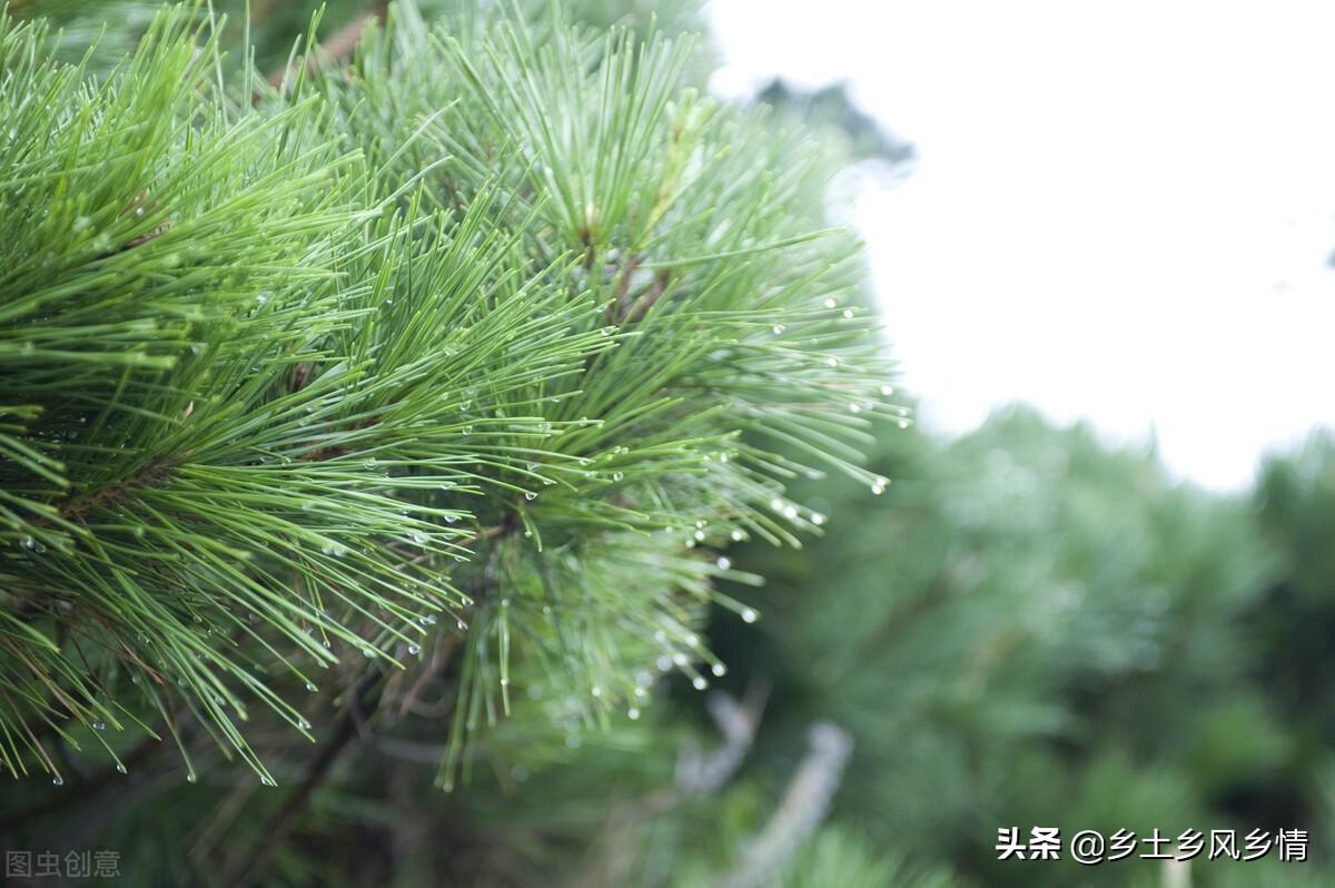 用这种添加剂喂猪，能提早20天出栏，还不用花钱农村到处都是