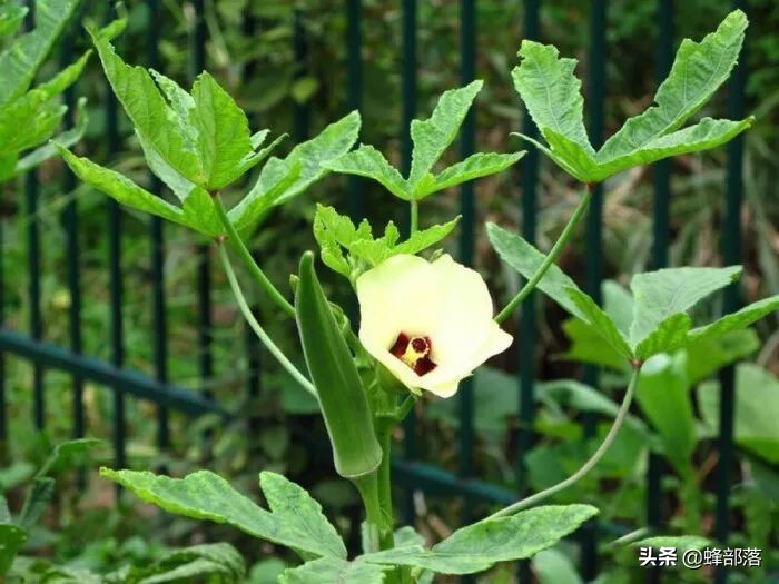 黄秋葵花茶,黄秋葵花茶的功效与作用