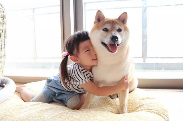 公狗发情怎么办，如何照顾发情期的狗狗？