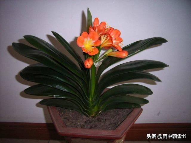 君子兰夹箭？教你3招搞定，再也不必担心箭杆窜不出来了