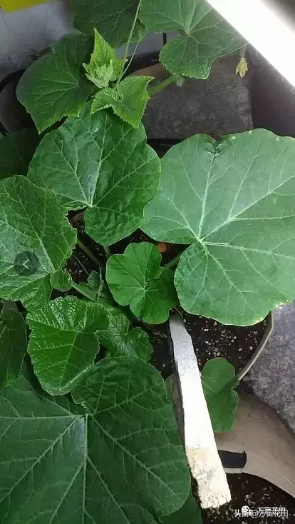 贝贝小南瓜怎样种植贝贝南瓜家庭种植方法