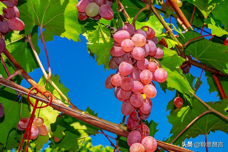 葡萄诗词精选二十四首 夏半蒲萄正熟时，累累满架紫金垂