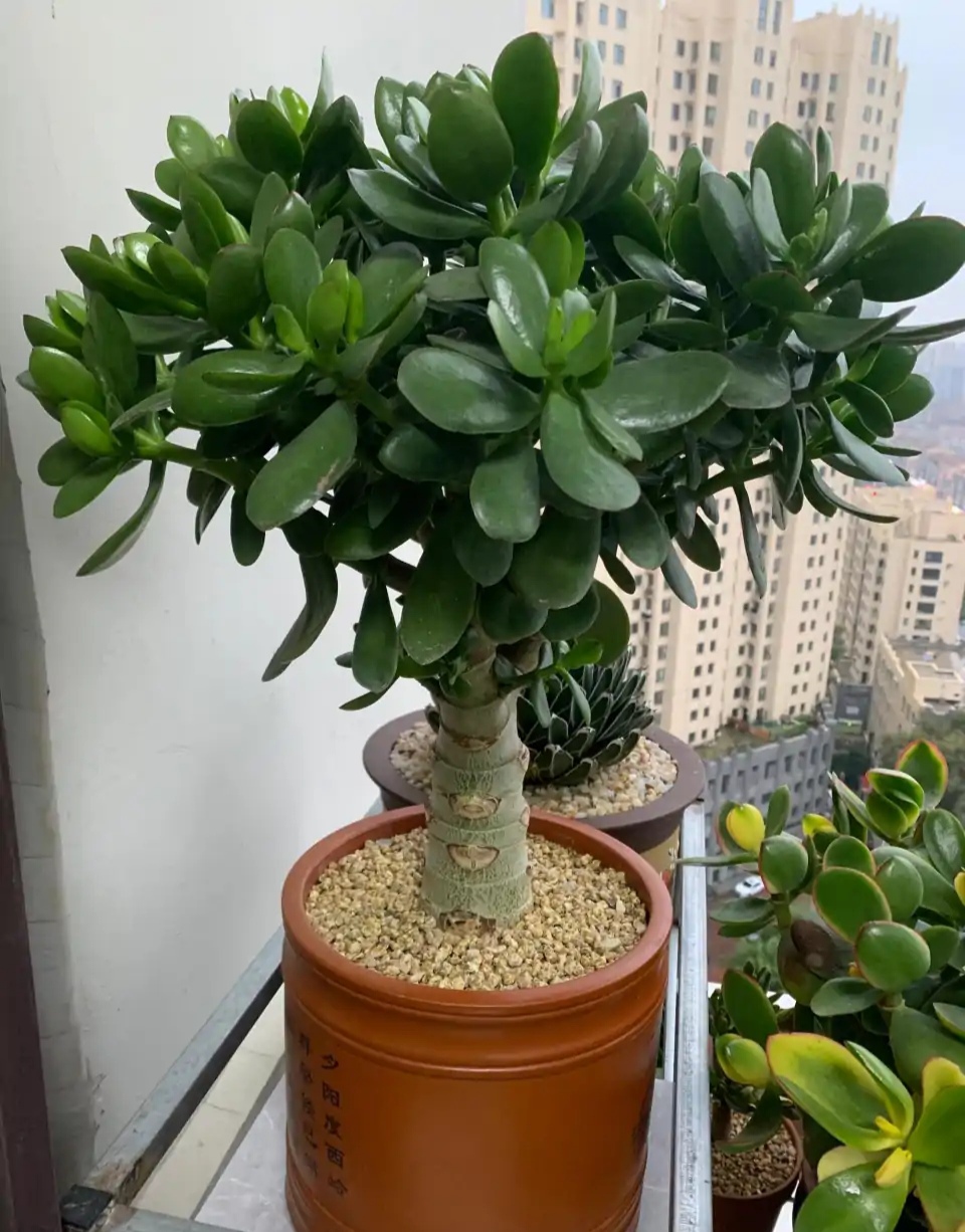 人养花，花亦滋养着人！100种室内盆栽花草图鉴，有您喜欢的吗？