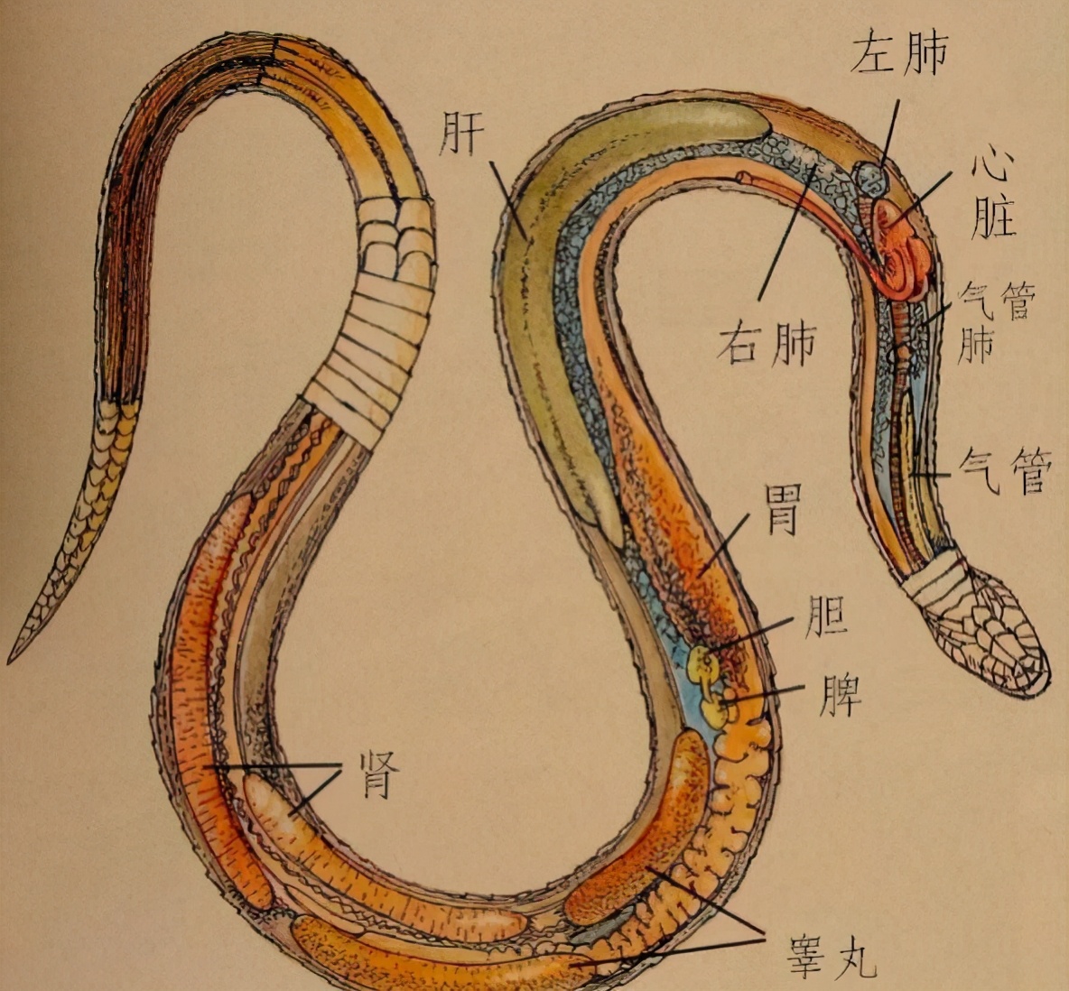 蛇的寿命,蛇的寿命一般多少年