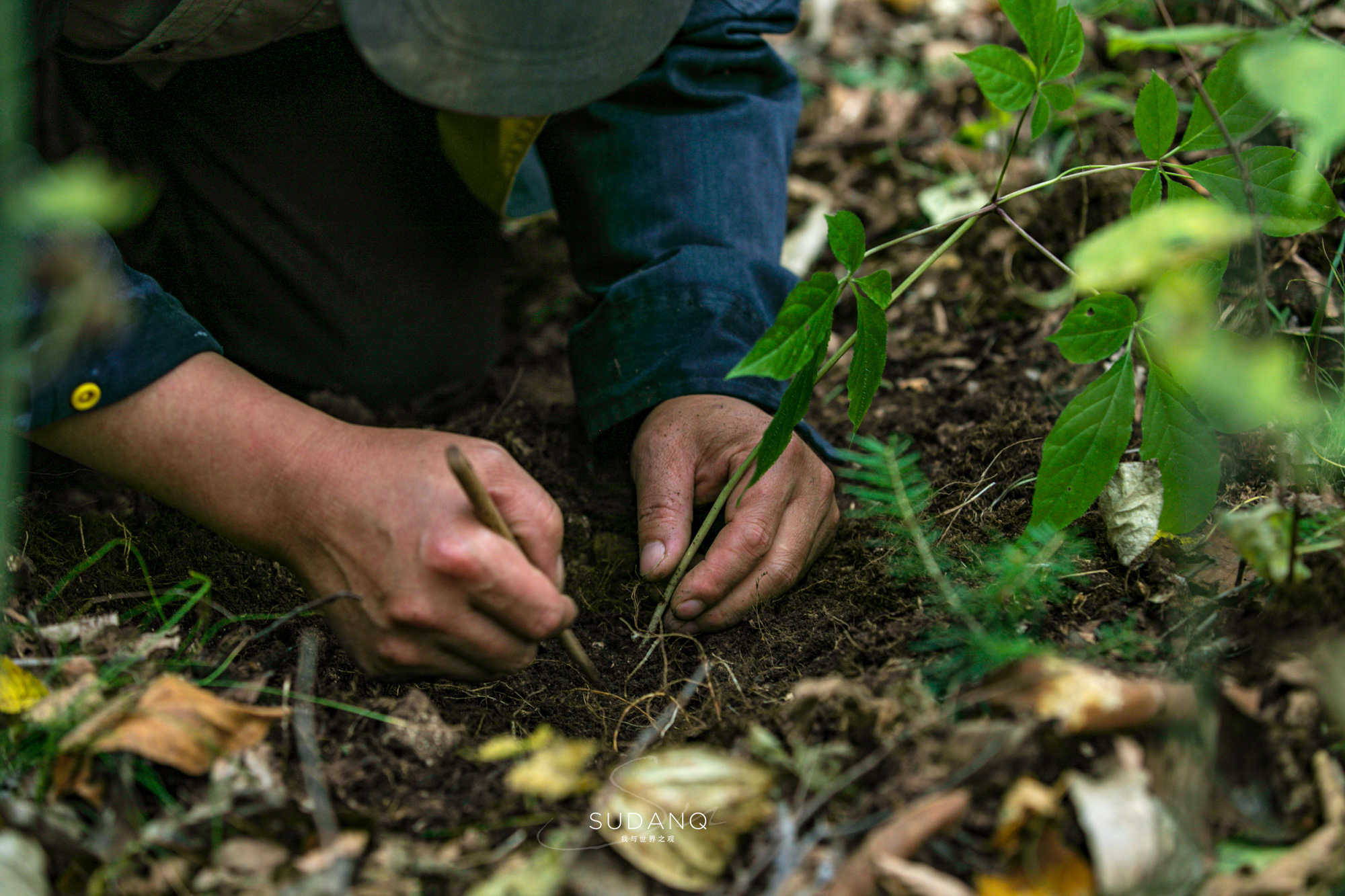 游客花800元体验挖人参,大有收获)