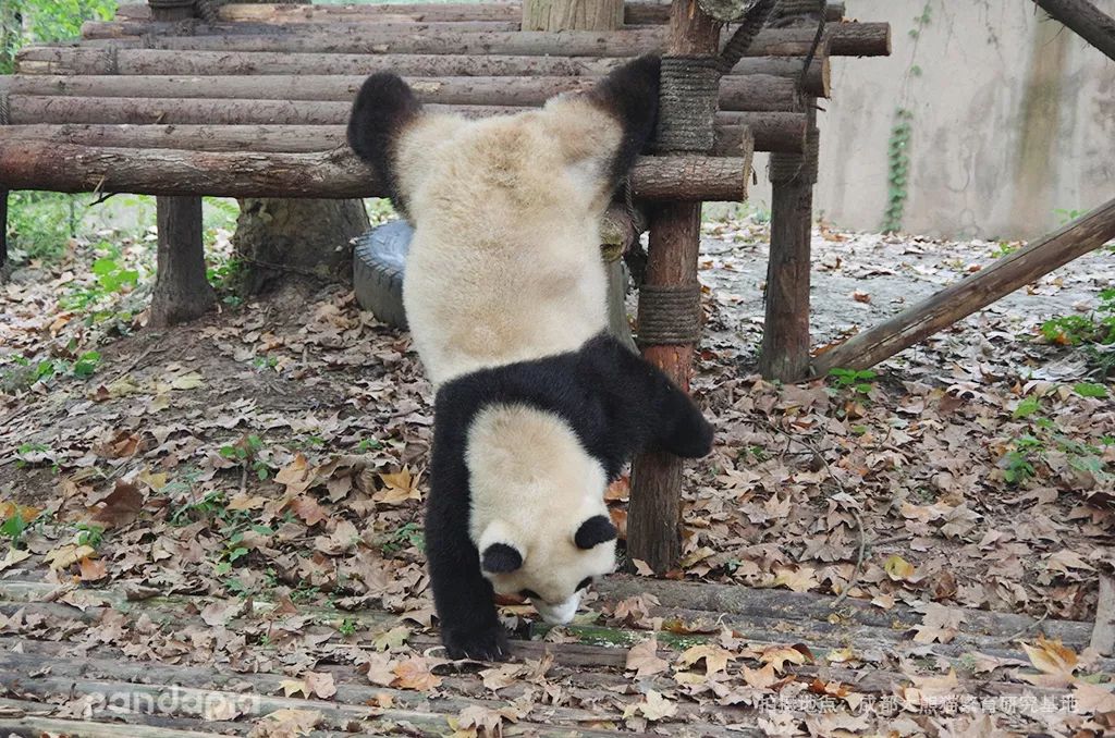 杭州熊猫拿拿招聘（招专业演员假扮熊猫）