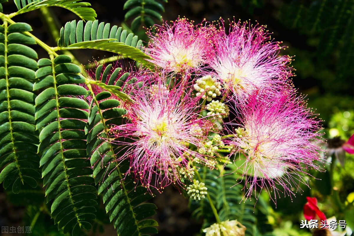 曾玉芹‖合欢树与合欢花:还记得邵伯湖畔的合欢花吗?