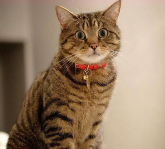 猫咪在半夜对着空气叫，这些原因可不能忽视