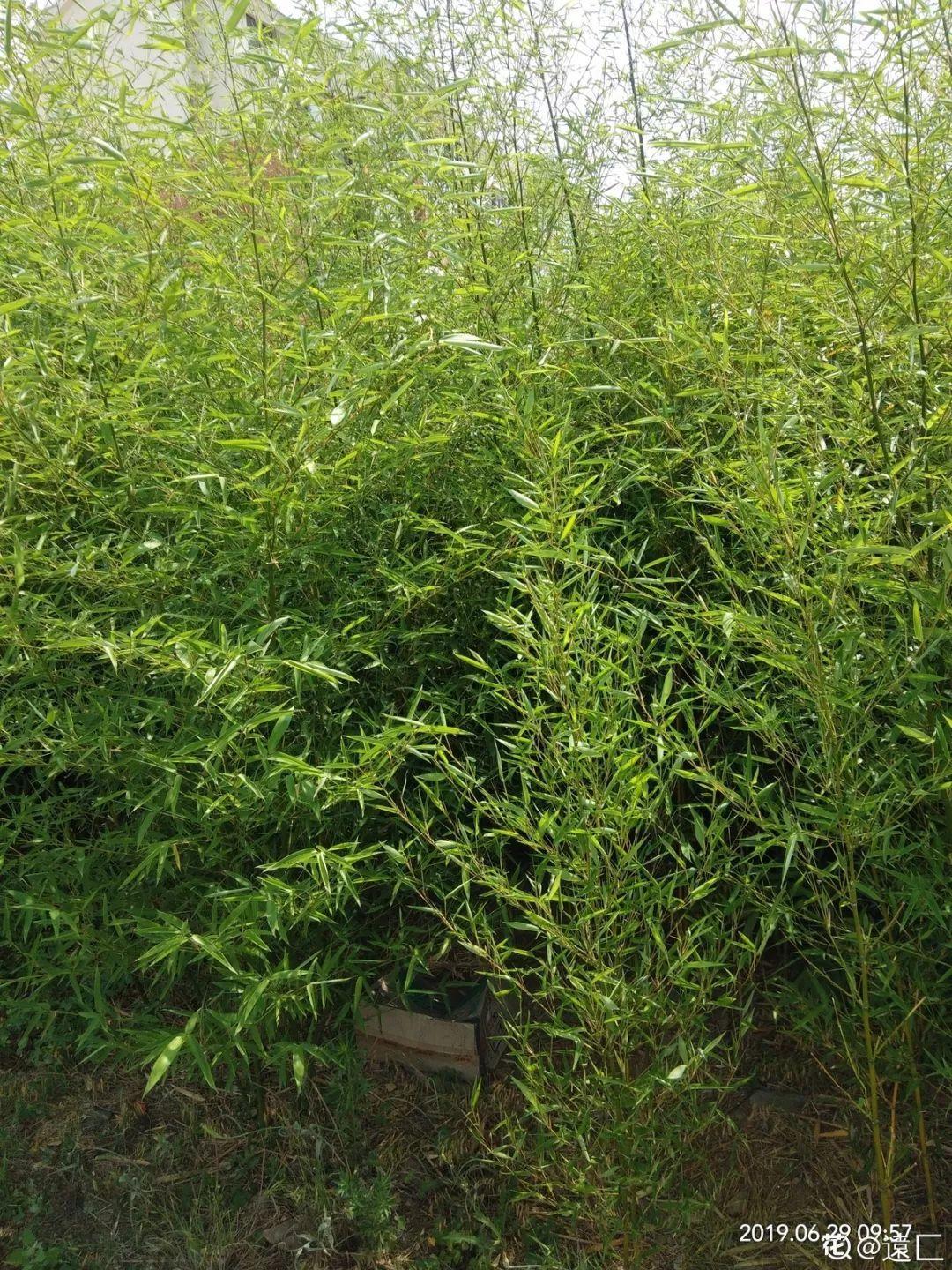 庭院适合种植什么树（适合在院子里养的9种树）