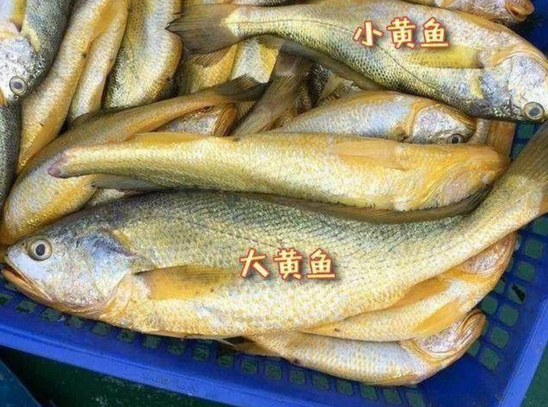 野生大黃魚為什么這么貴,
