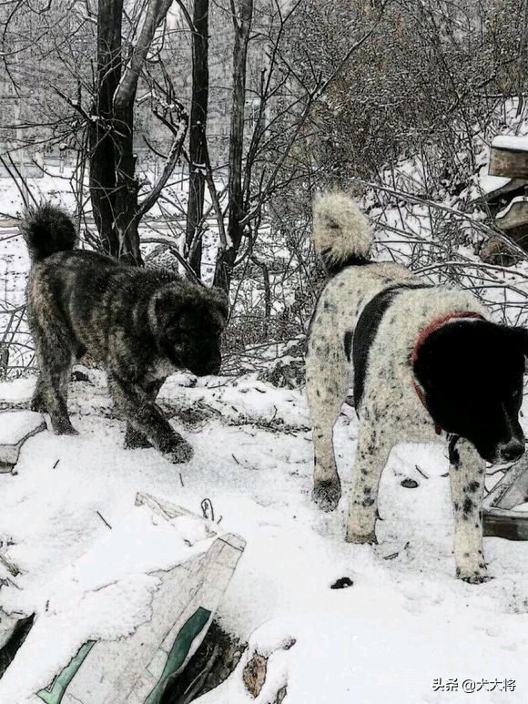 北方农村斗狗故事之黑背犬王