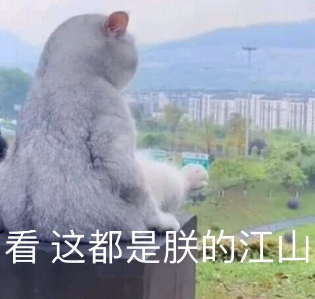 猫咪表情包合集｜我就是馋你的身子