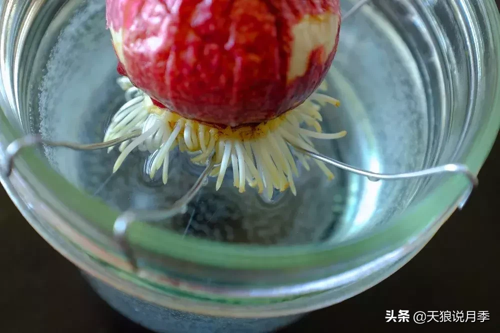 学会这几招，轻松水培芳香可爱的风信子