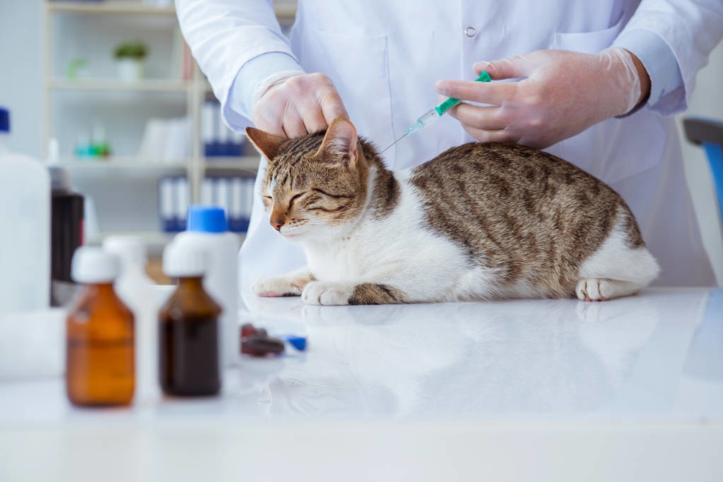 猫每年都要打疫苗吗（猫咪疫苗详细科普知识）