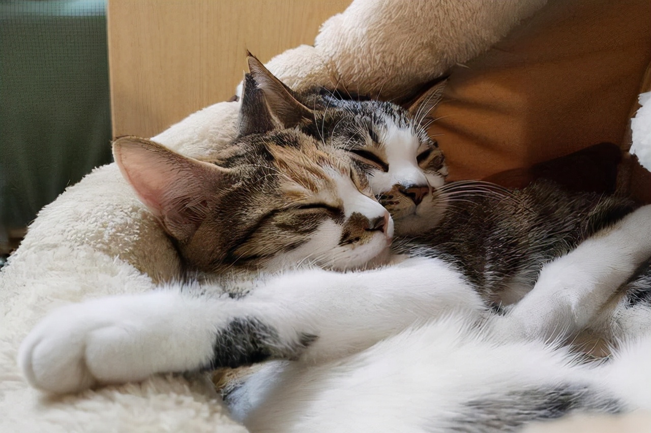 猫咪流眼泪是怎么回事?分4种情况去解决
