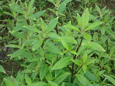 野生龙胆草图片(此物野生30一斤) - 赤虎壹号