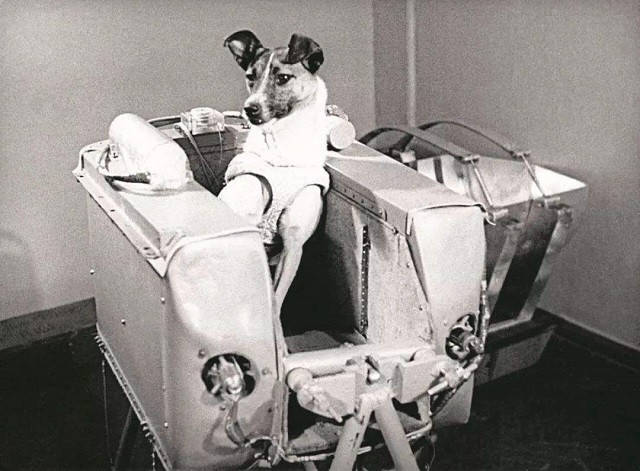 63年前被送上太空的流浪狗，如今仍漂浮于地球上空，是人类的英雄
