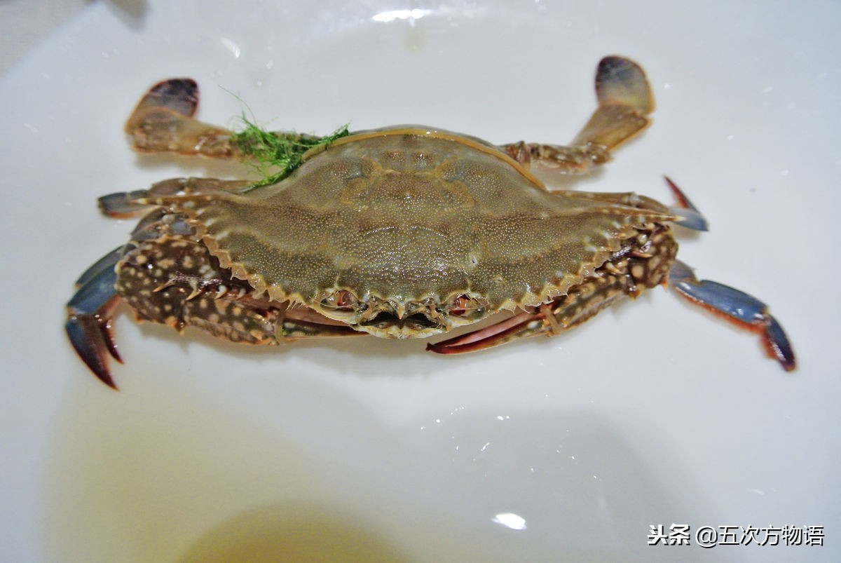 赤甲红海蟹图片（青岛菜市场常见海蟹图鉴）