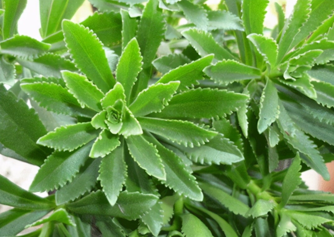 田七花叶颗粒的功效与作用(曾被当野菜吃) - 行就行