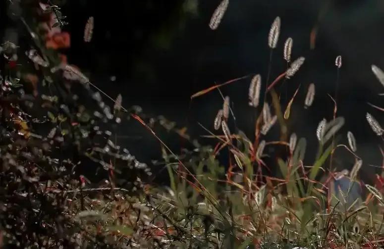 草木人间，且问君安