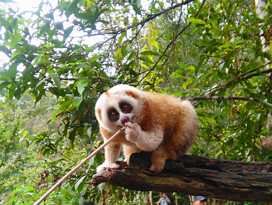 又是云南,陇川一果园发现一级濒危动物蜂猴,外表乖萌却全身是毒