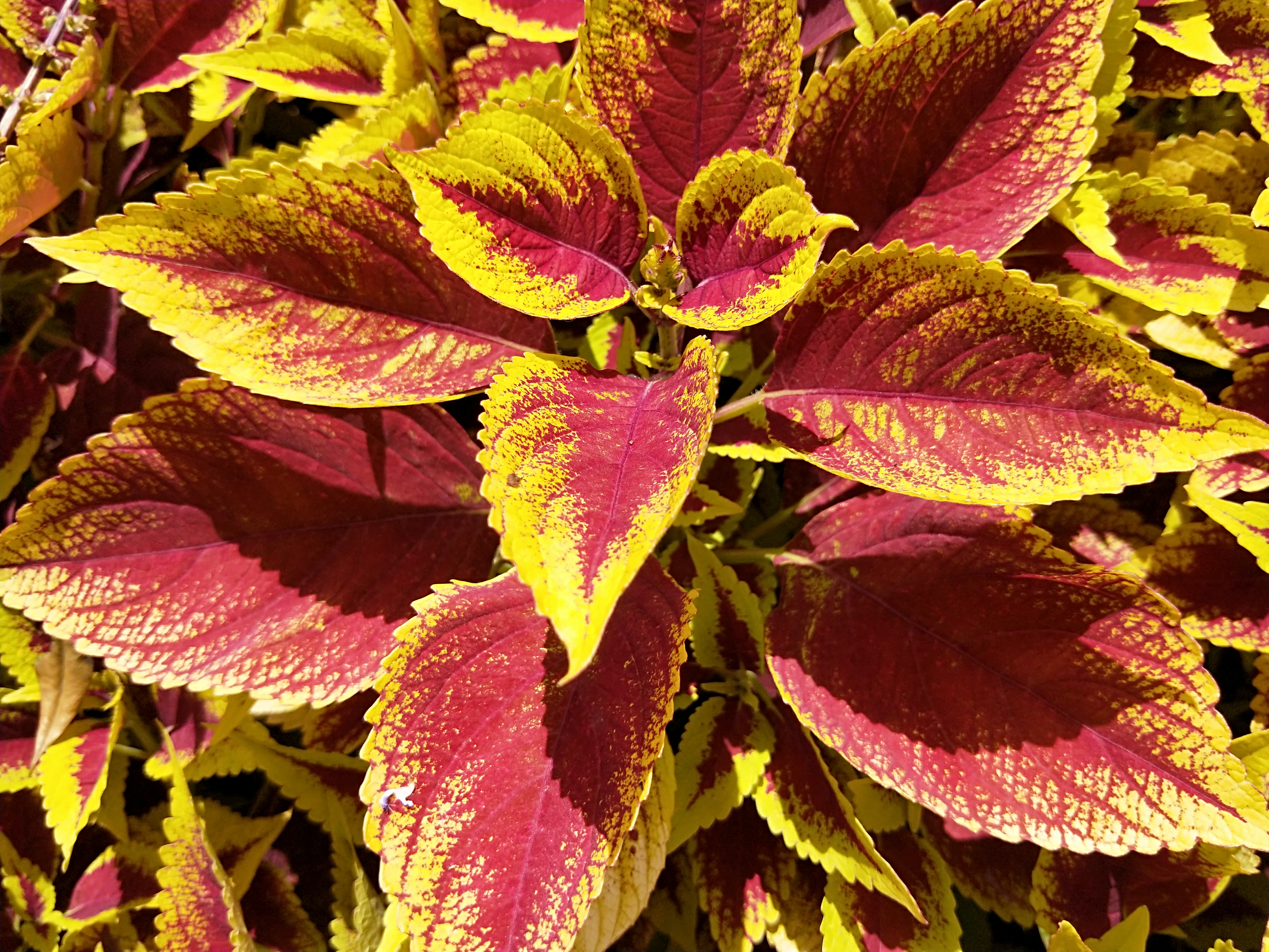 艳丽的五彩苏,万紫千红,瑰丽多彩