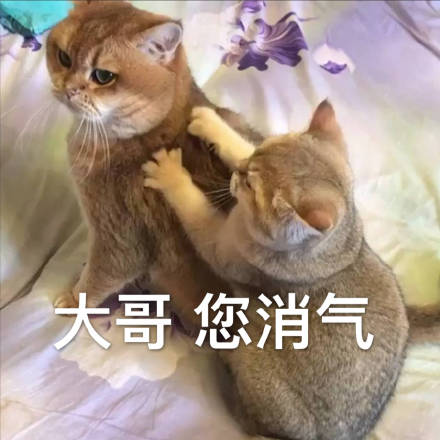 猫咪表情包：今天也是元气满满的一天